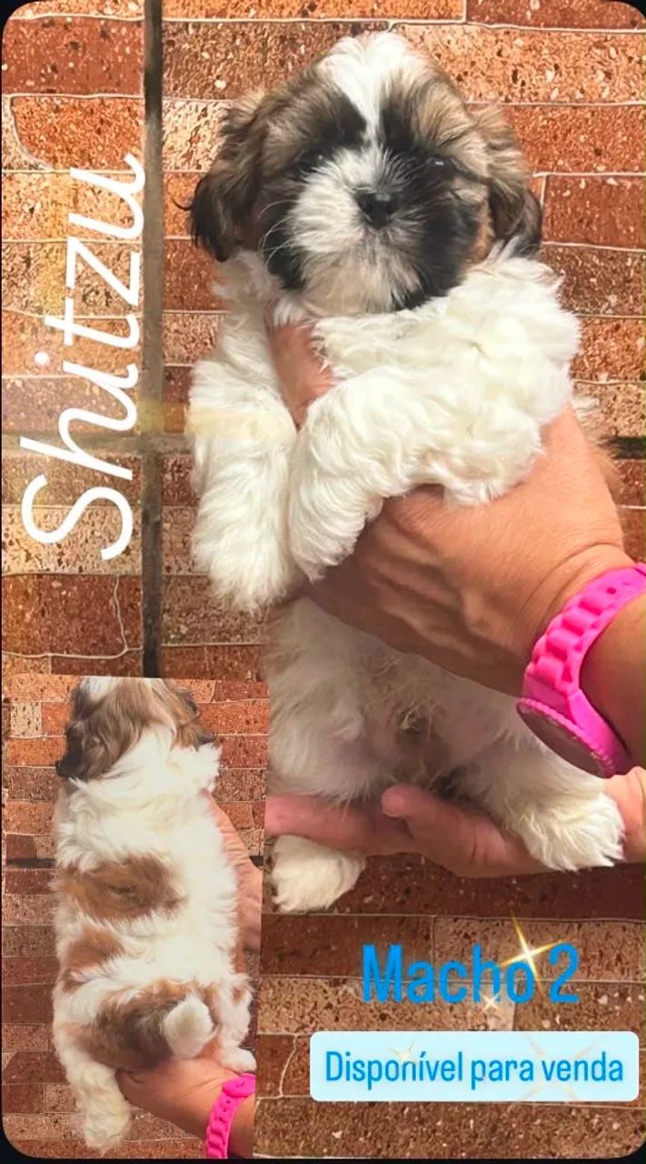 Shitzu macho e fêmea - Foto 4