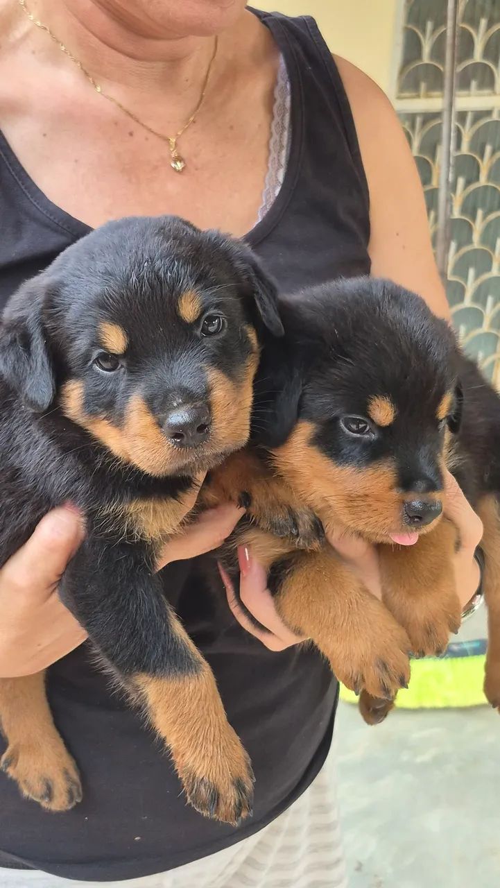 Filhotes de Rottweiler  - Foto 3