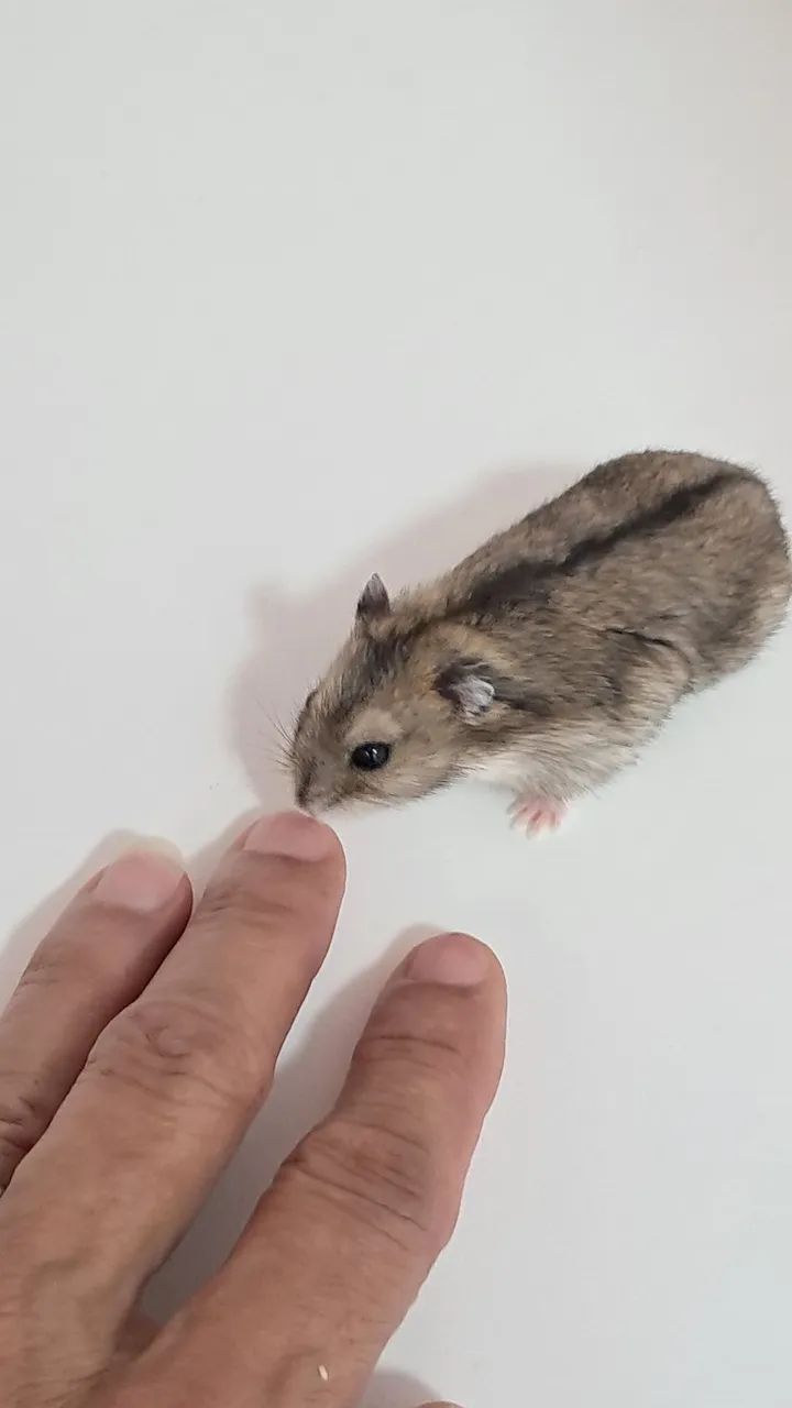 Hamster Anão fofo - Foto 4