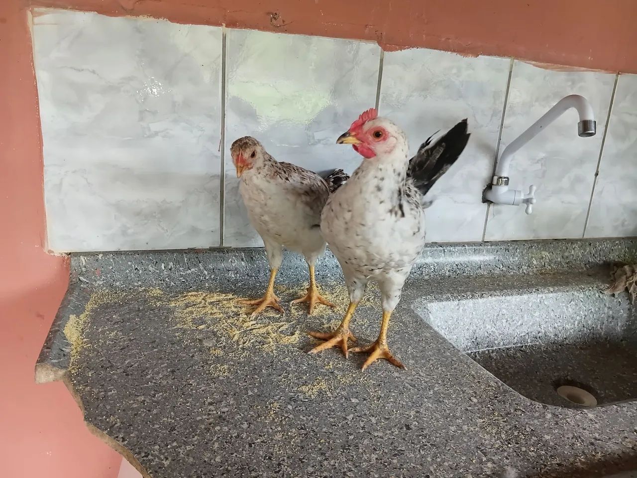 Vendo franguinhos e pintinhos lote 14 - Foto 3