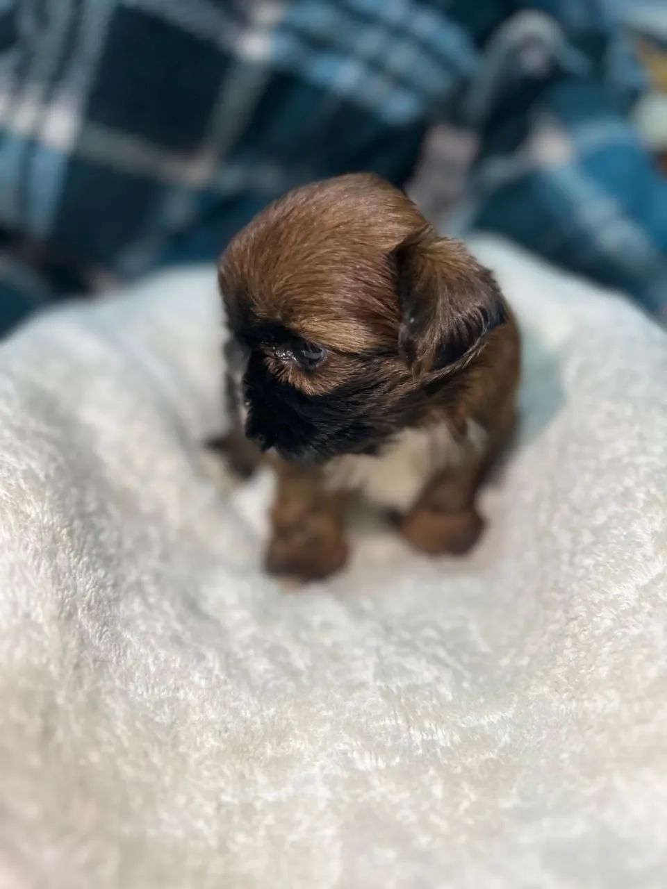 Filhote de shih-tzu - Foto 5
