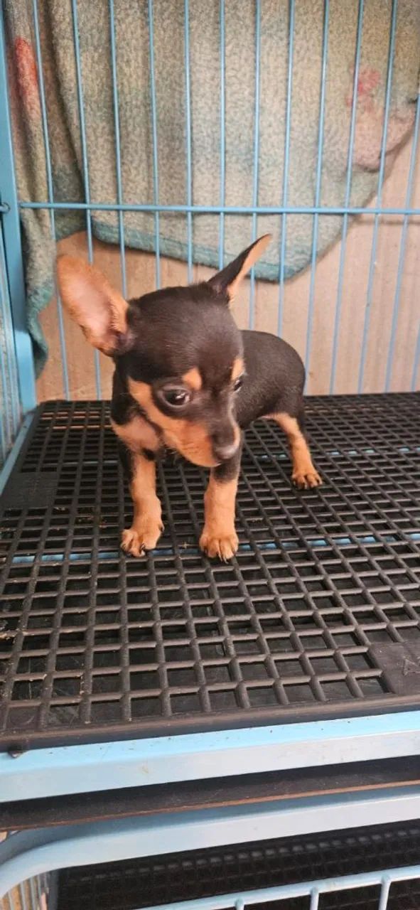 Pinscher Macho zero 0 - Foto 2
