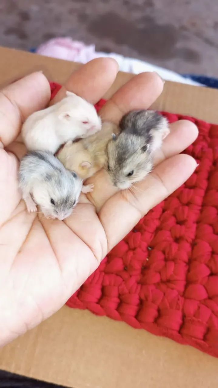 Hamster Anão Russo 