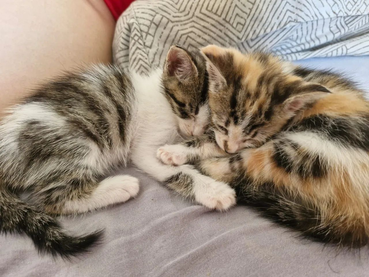 Gatinhos para adoção  - Foto 4
