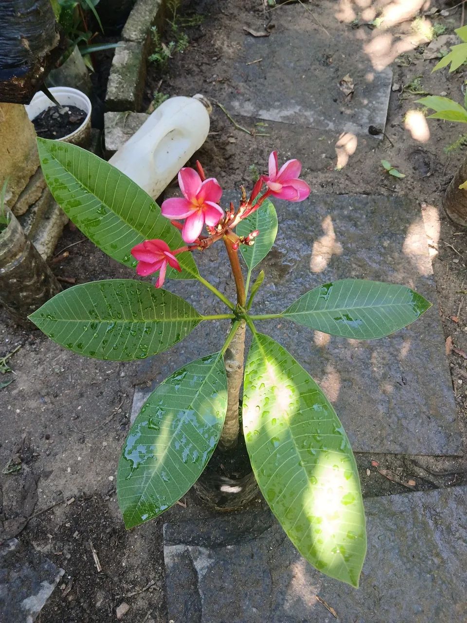 Jasmim manga amarelo com rosa  - Foto 6