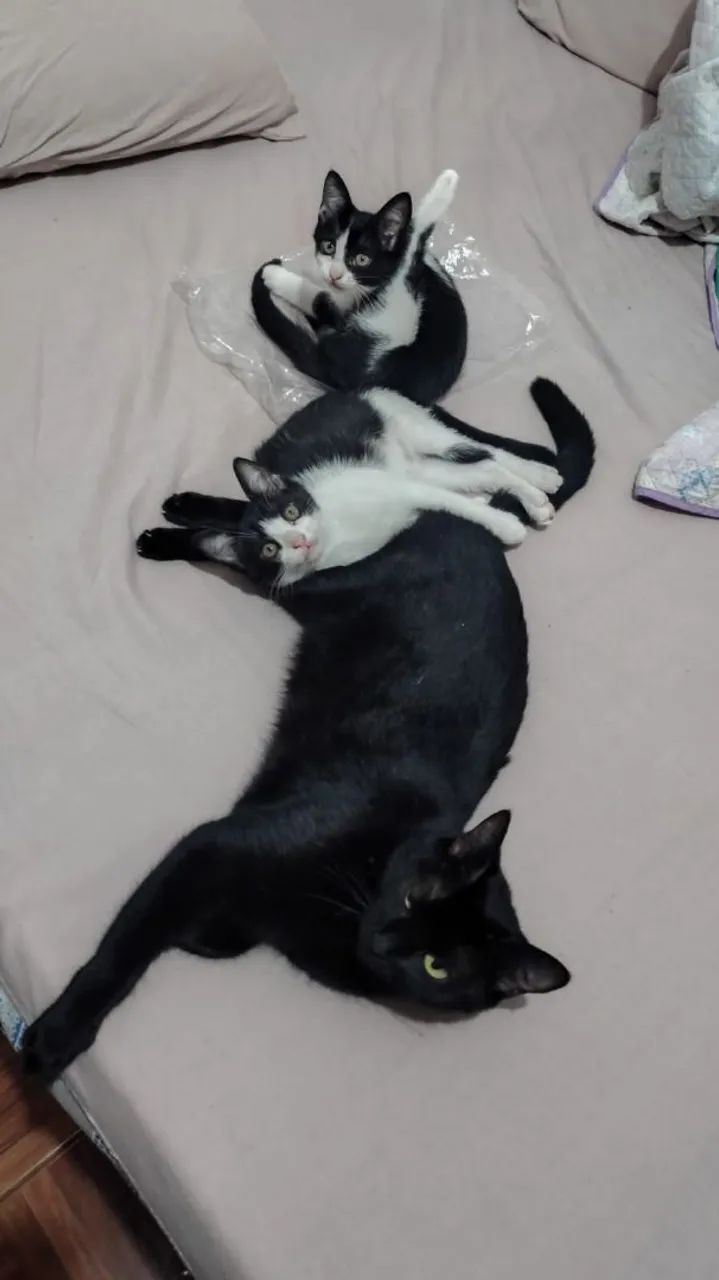 Doação de gatinhos  - Foto 2