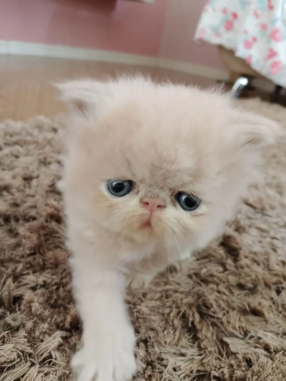 Persa macho * - Foto 3