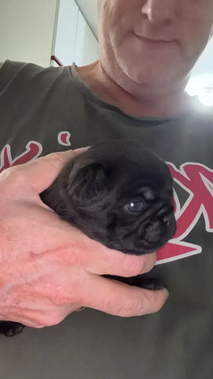 Vê do filhotes de pugs