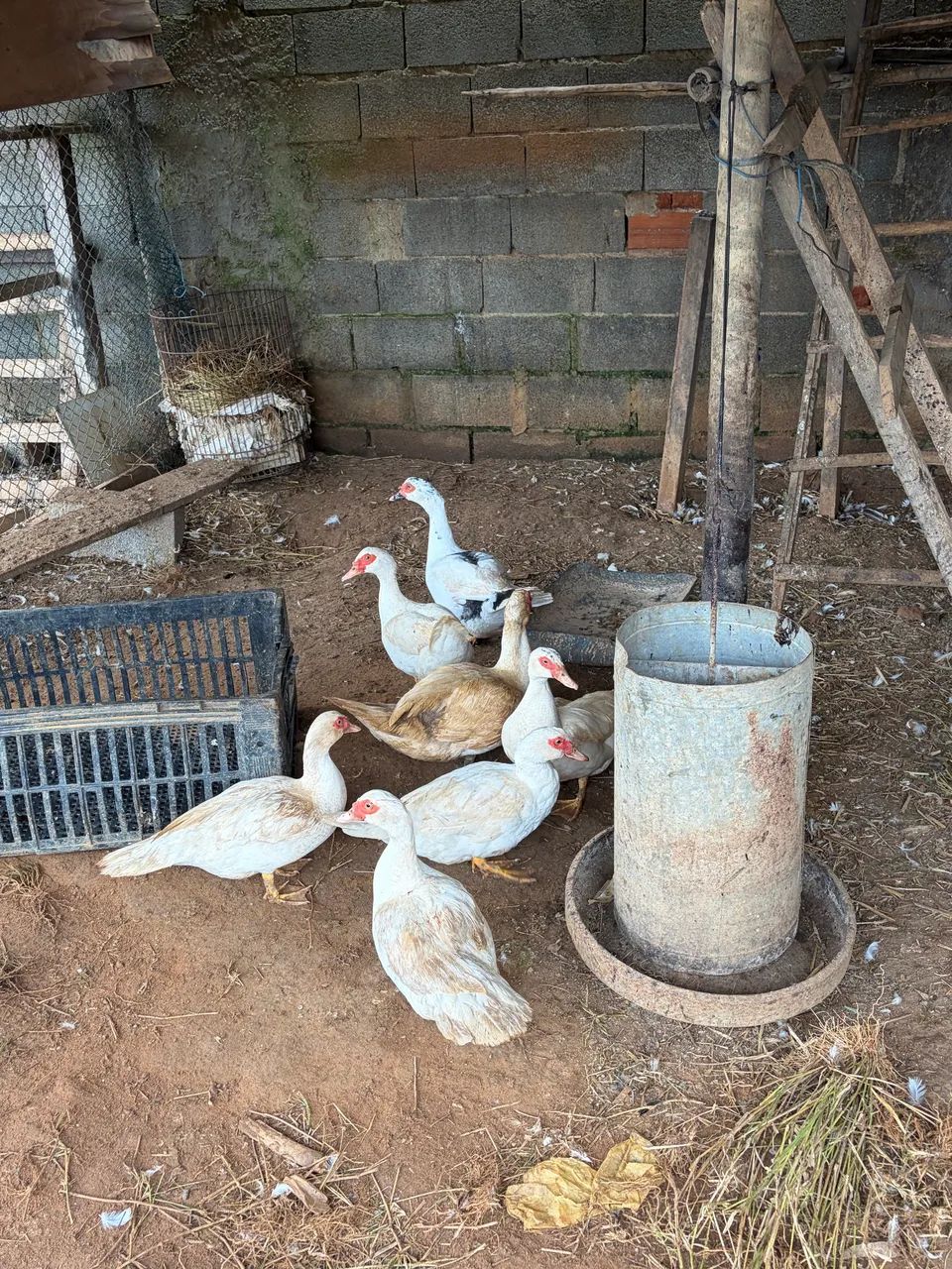 5 patos (2 machos e 3 fêmeas). Unidade  - Foto 2