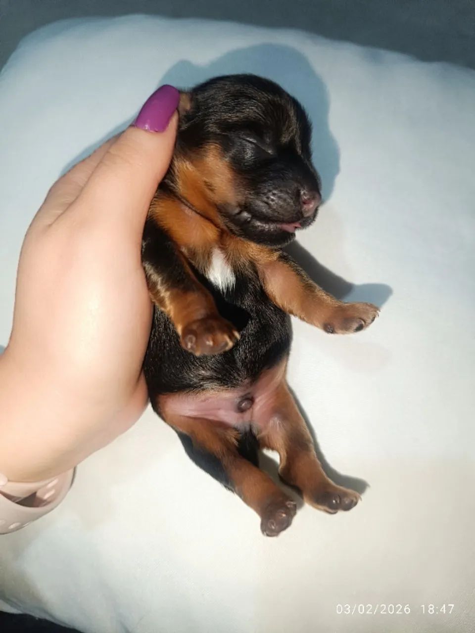 Yorkshires recém nascidos - Foto 5