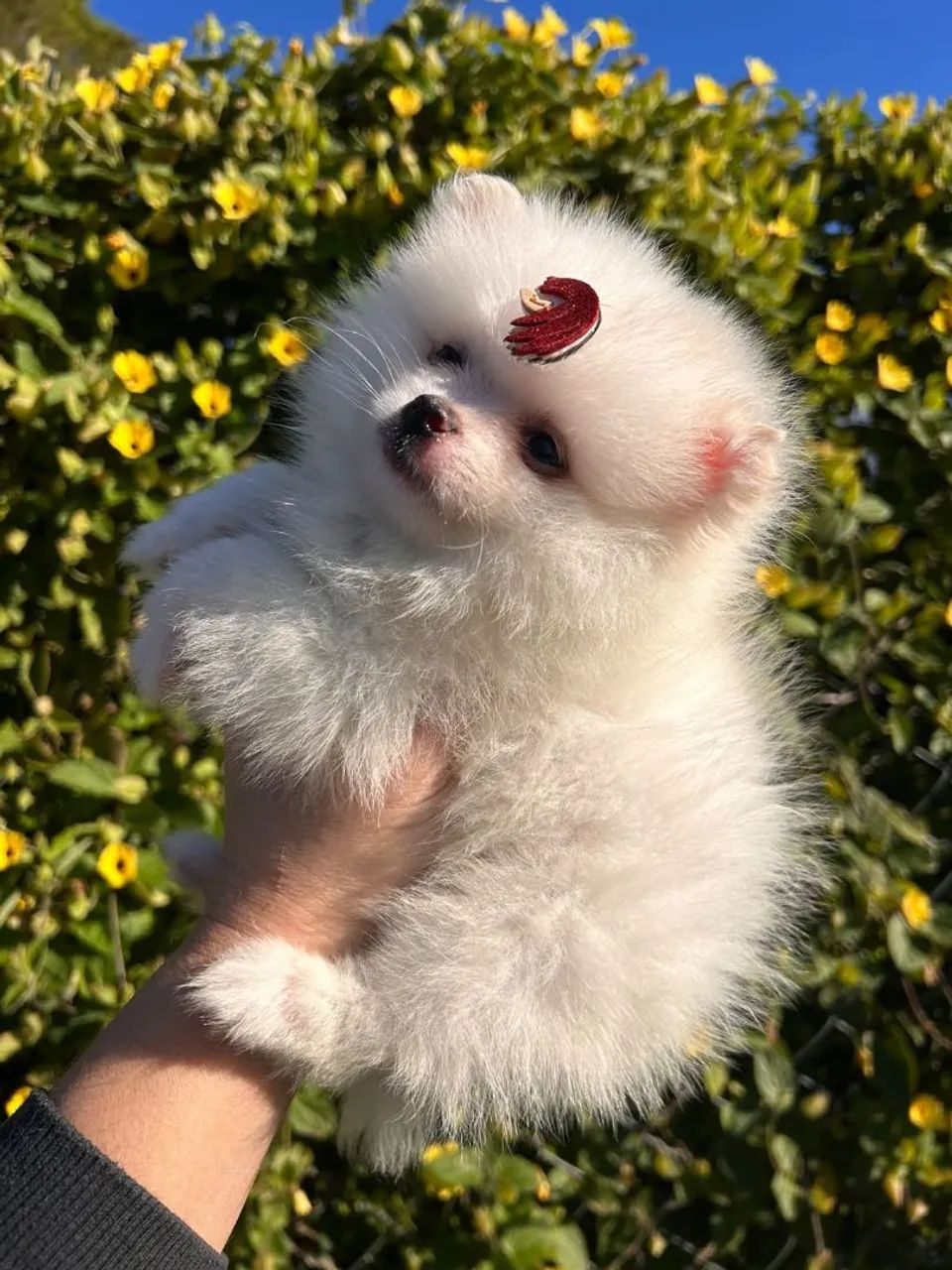 Spitz alemão - Foto 4