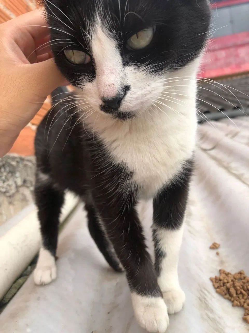 DOAÇÃO GATA FRAJOLA - Foto 4