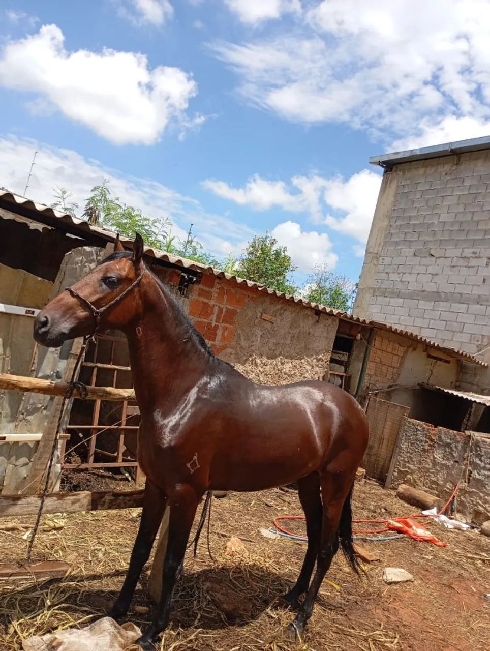Potro MM - Foto 2