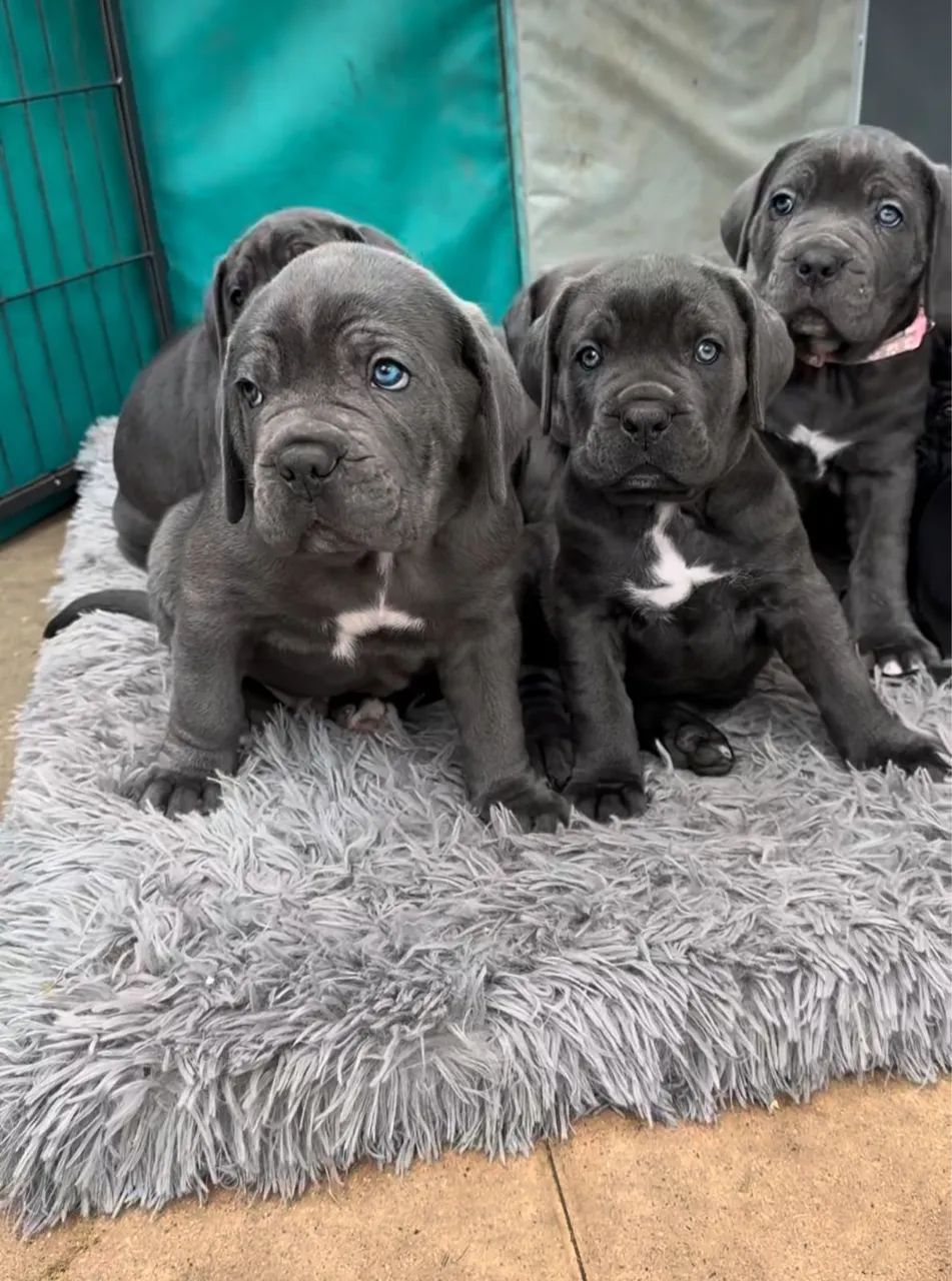 Cane corso  - Foto 3