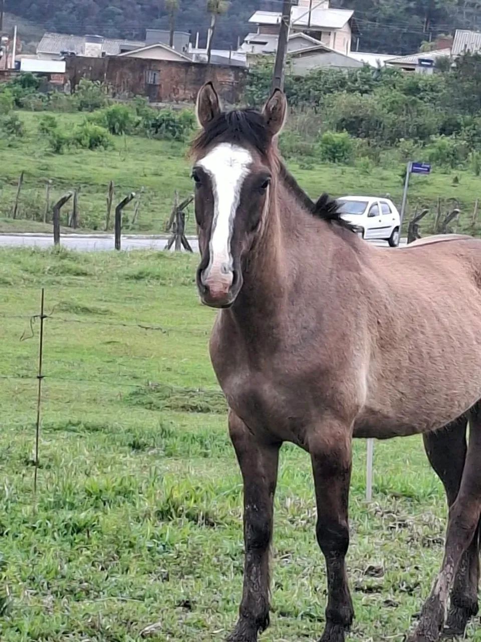 Cavalo Crioulo - Foto 2