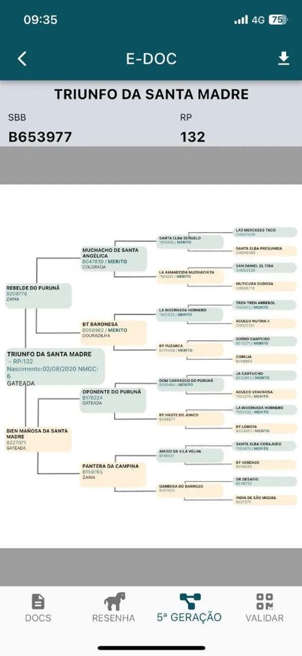 Cavalo crioulo - Foto 6