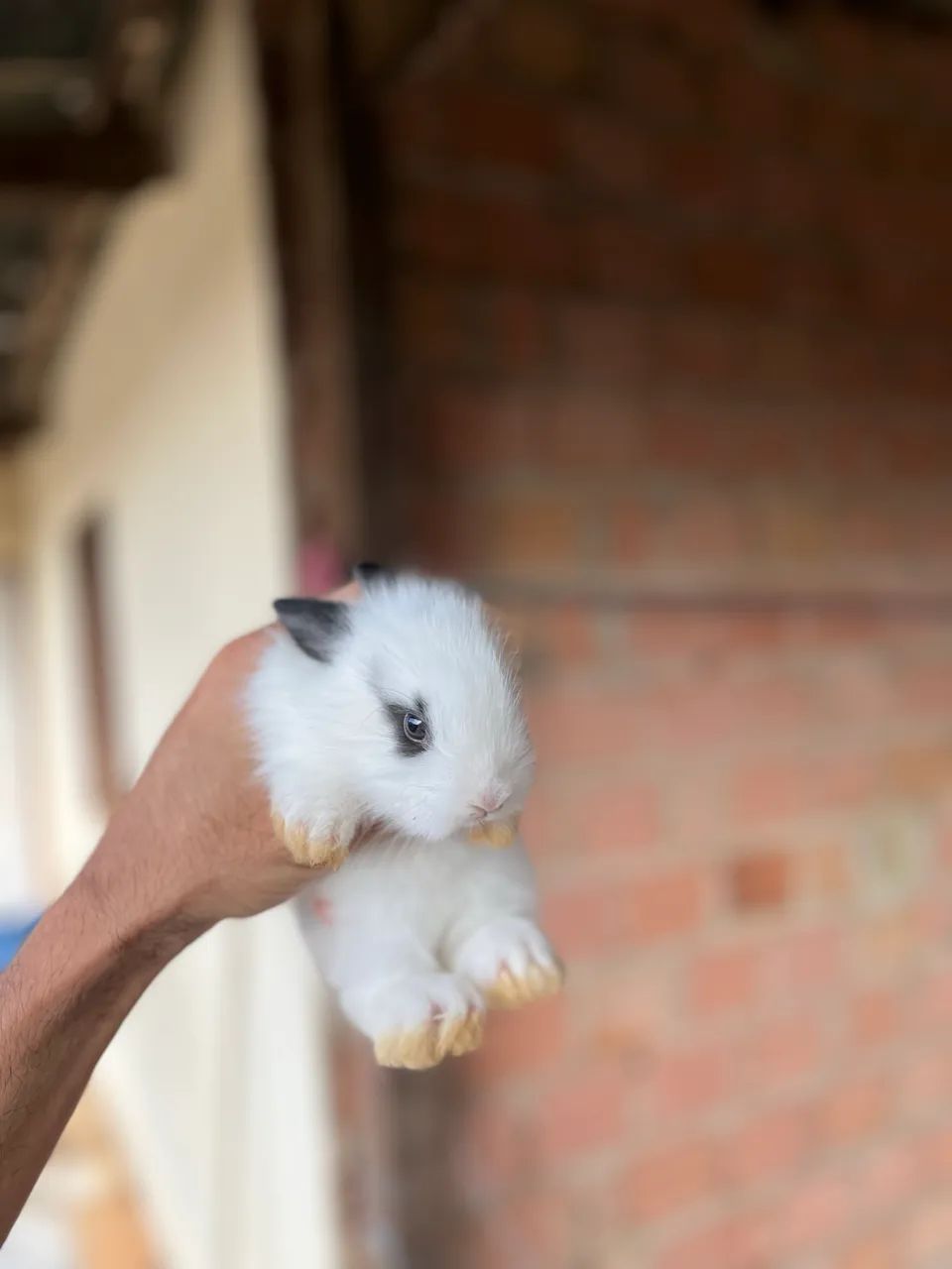 COELHOS - Foto 3