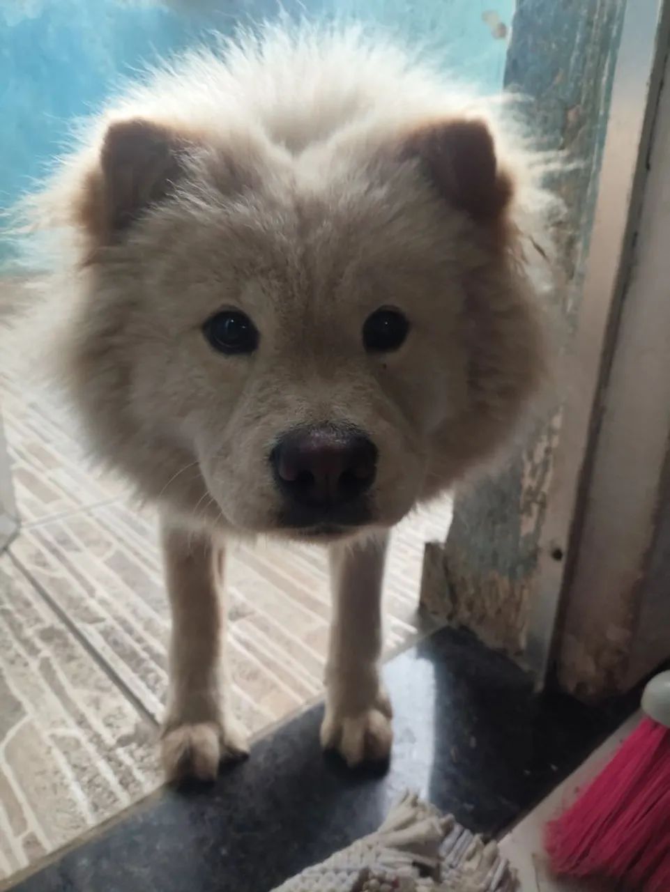 Cachorra  - Foto 3