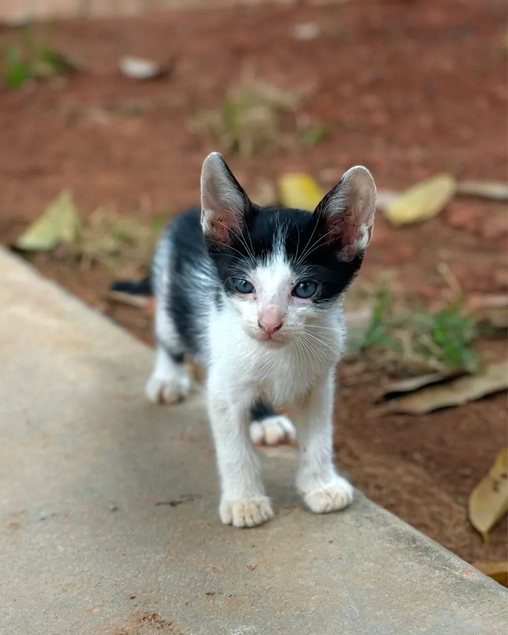 Filhotes de gato para doação  - Foto 3