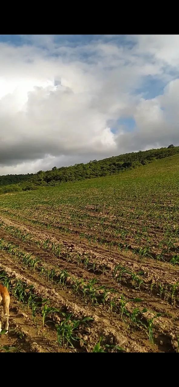 Fazenda em Campo do Brito - Foto 2