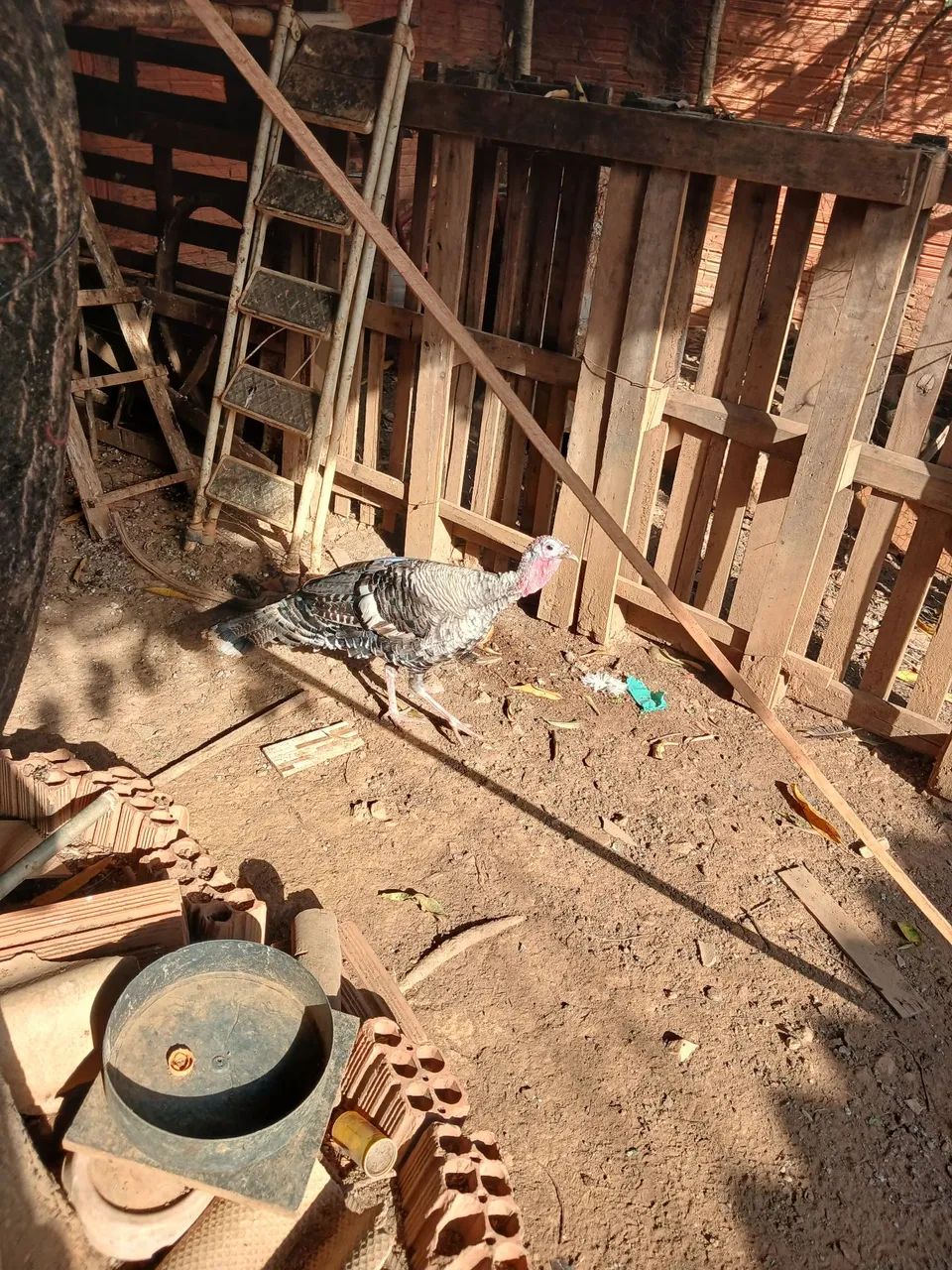 Perua - Foto 5