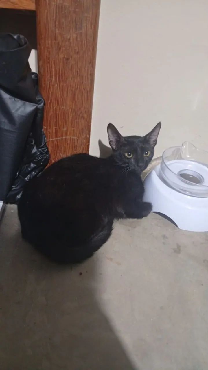 Doação de gata preta 