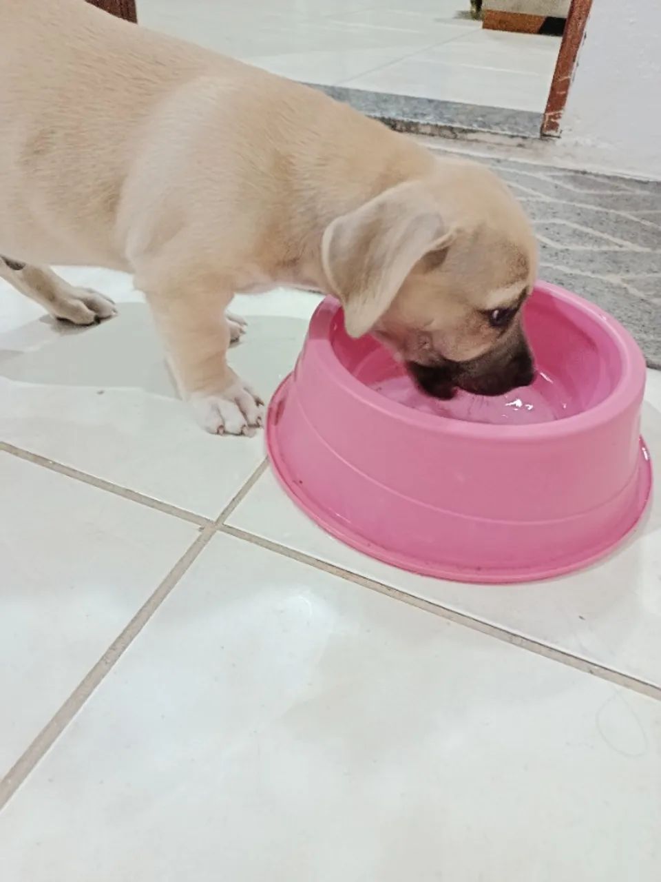 Filhotes pitbull - Foto 3