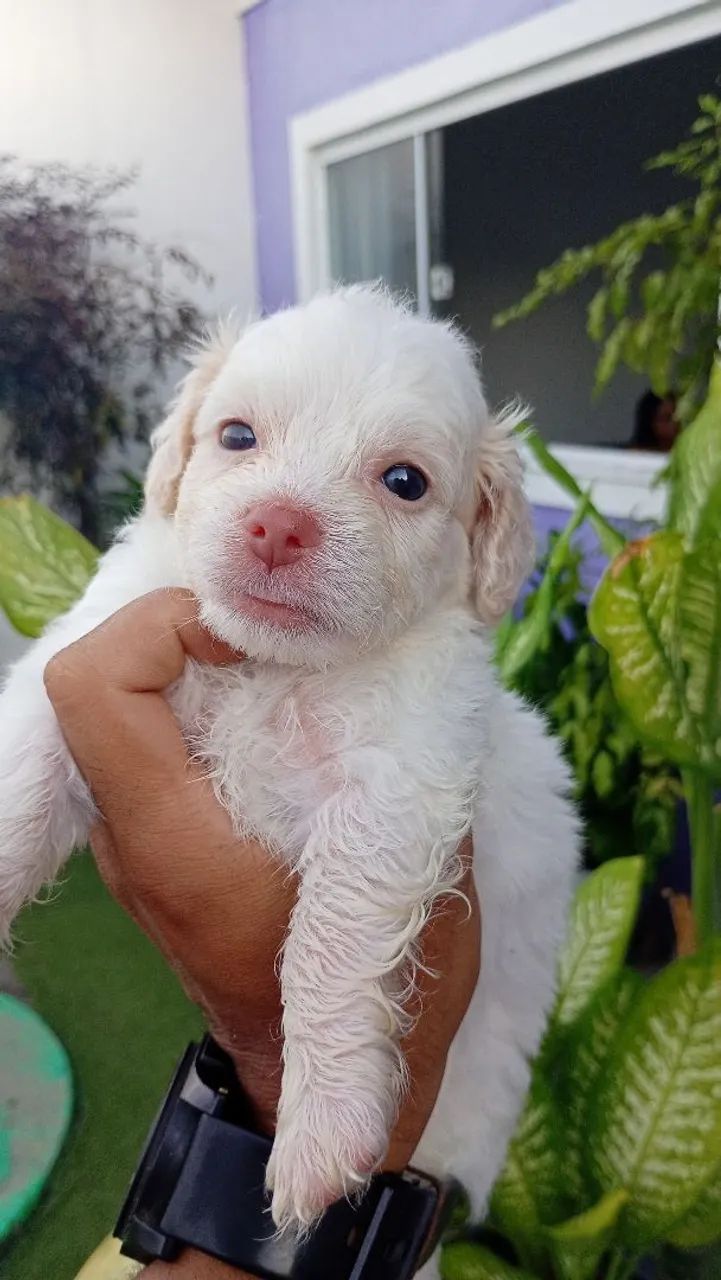 poodle