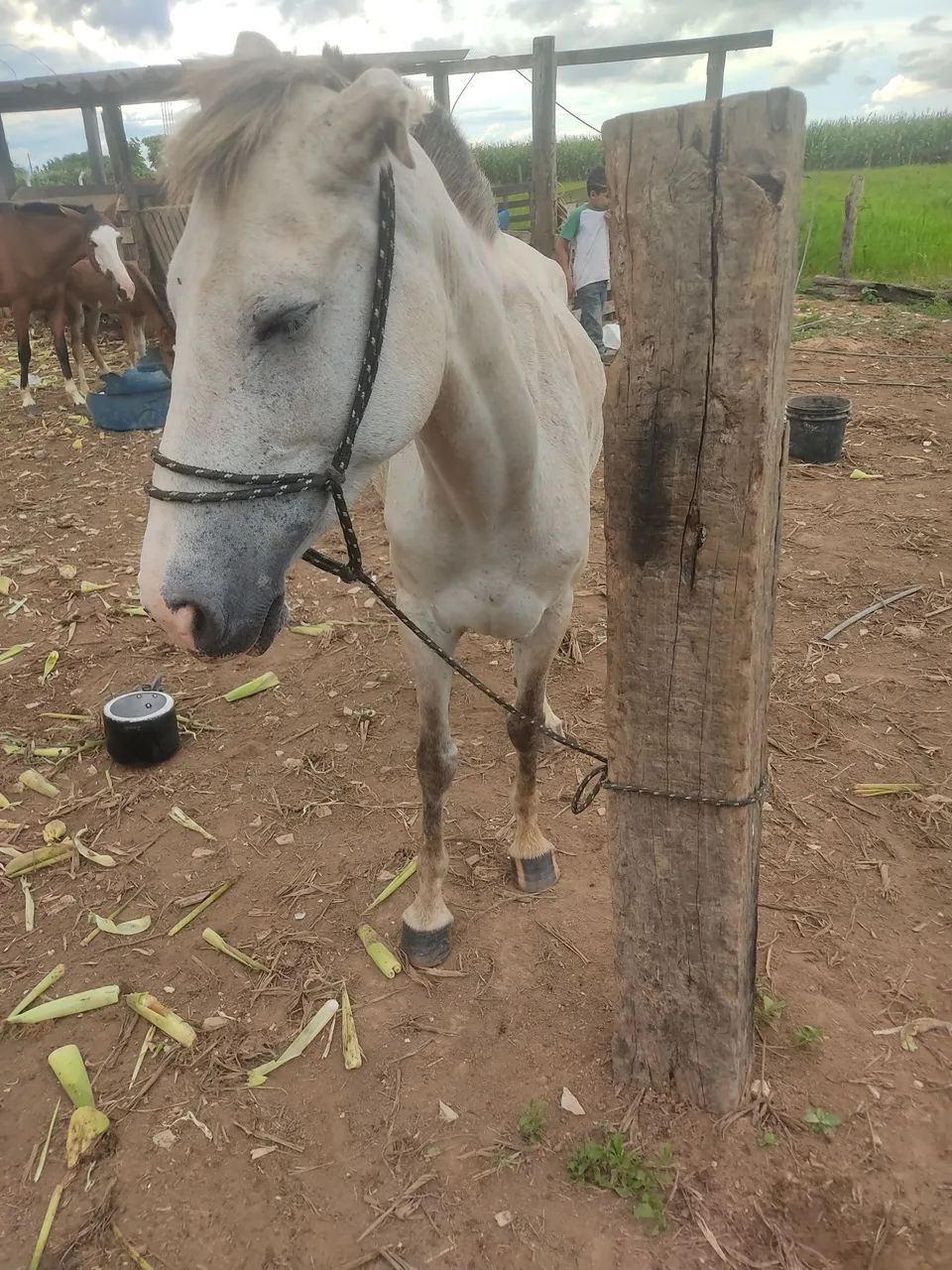 Égua mansinha  - Foto 4