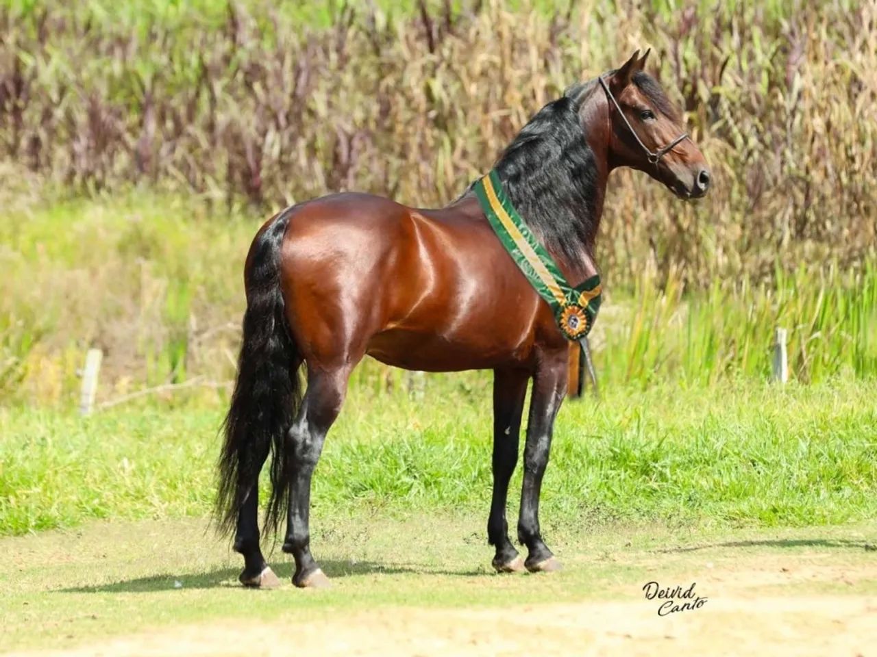 Cobertura Mangalarga Marchador Premiado ?