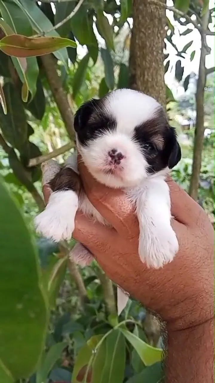 SHIH TZU - RESERVAS ABERTAS - Foto 5