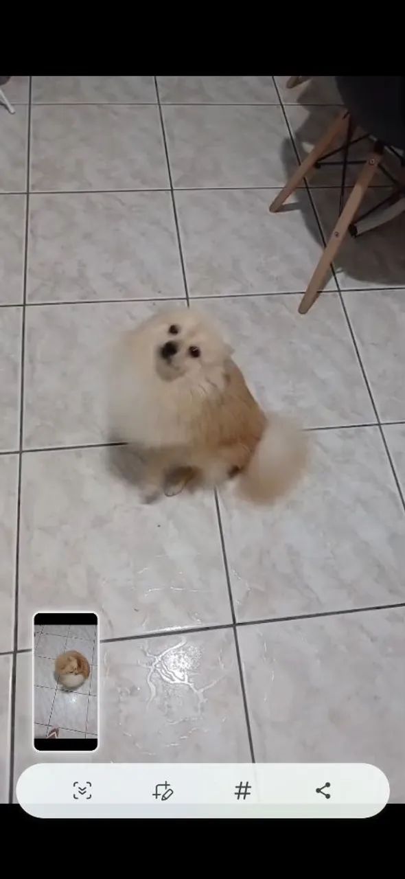 Animais d estimaçao
