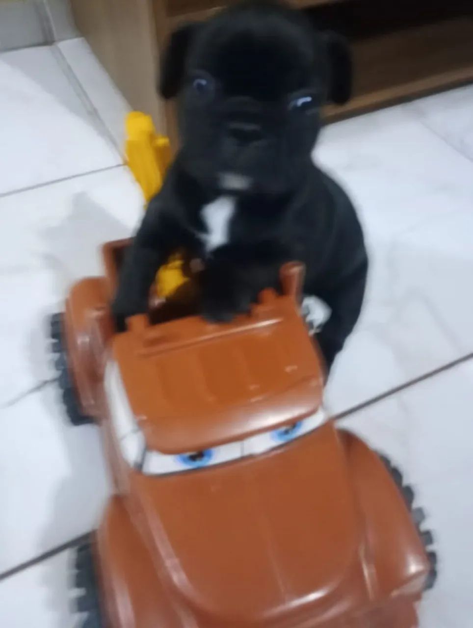 Bulldog Francês  - Foto 2