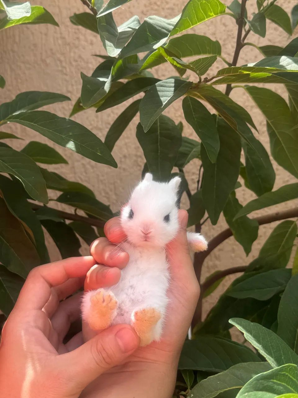 Mini Netherland dwarf - Foto 6