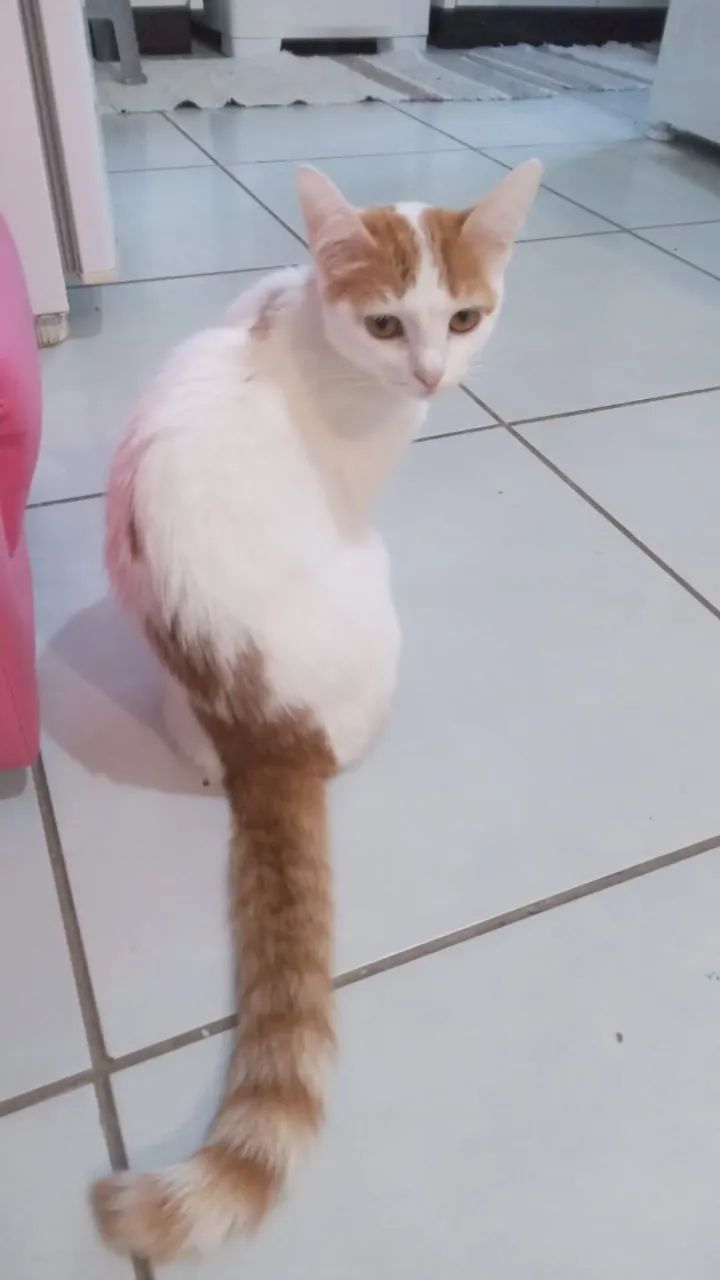 Doa-se filhotes de gato laranja e branco - Foto 4