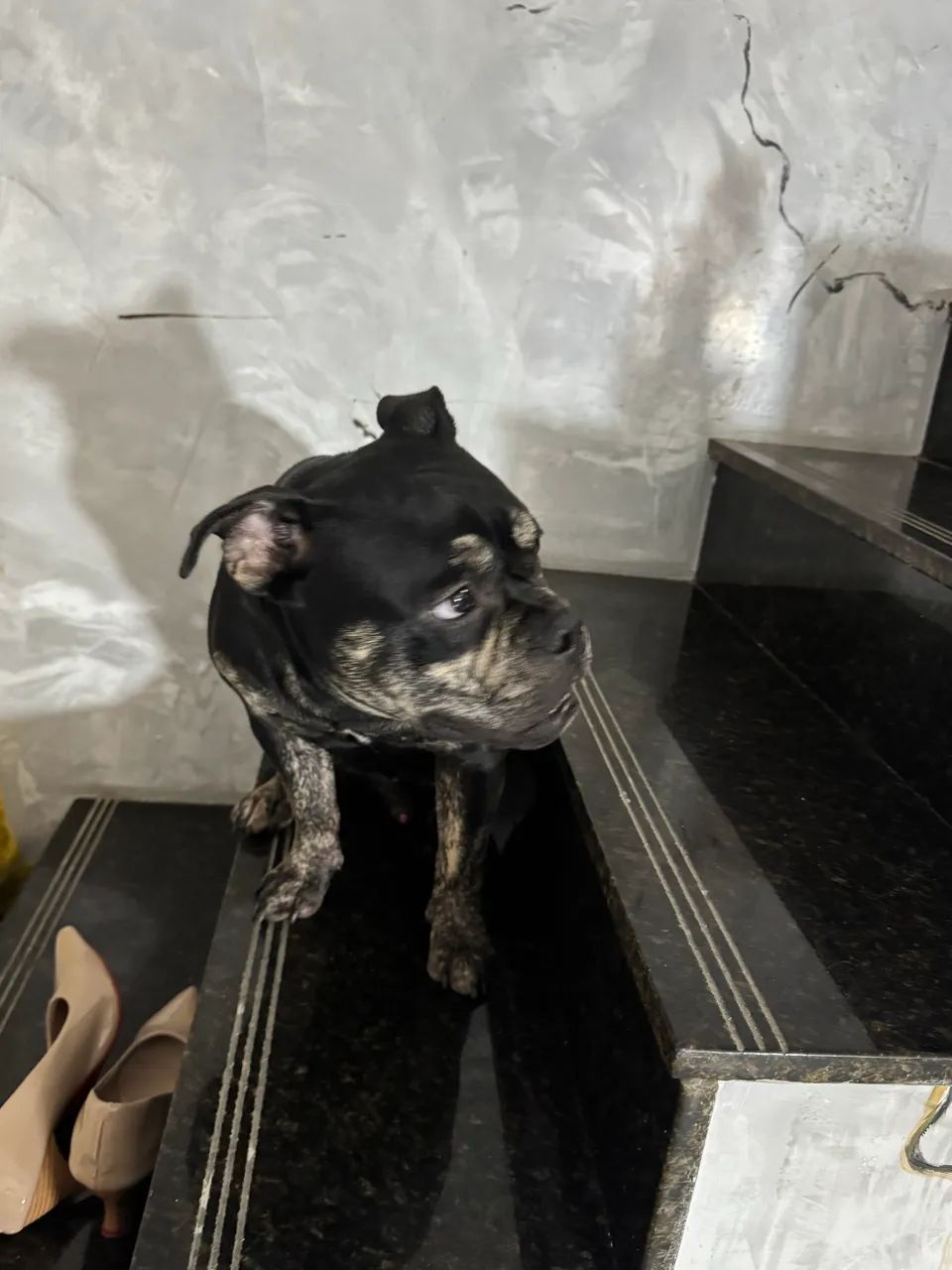 American bully micro - Foto 2