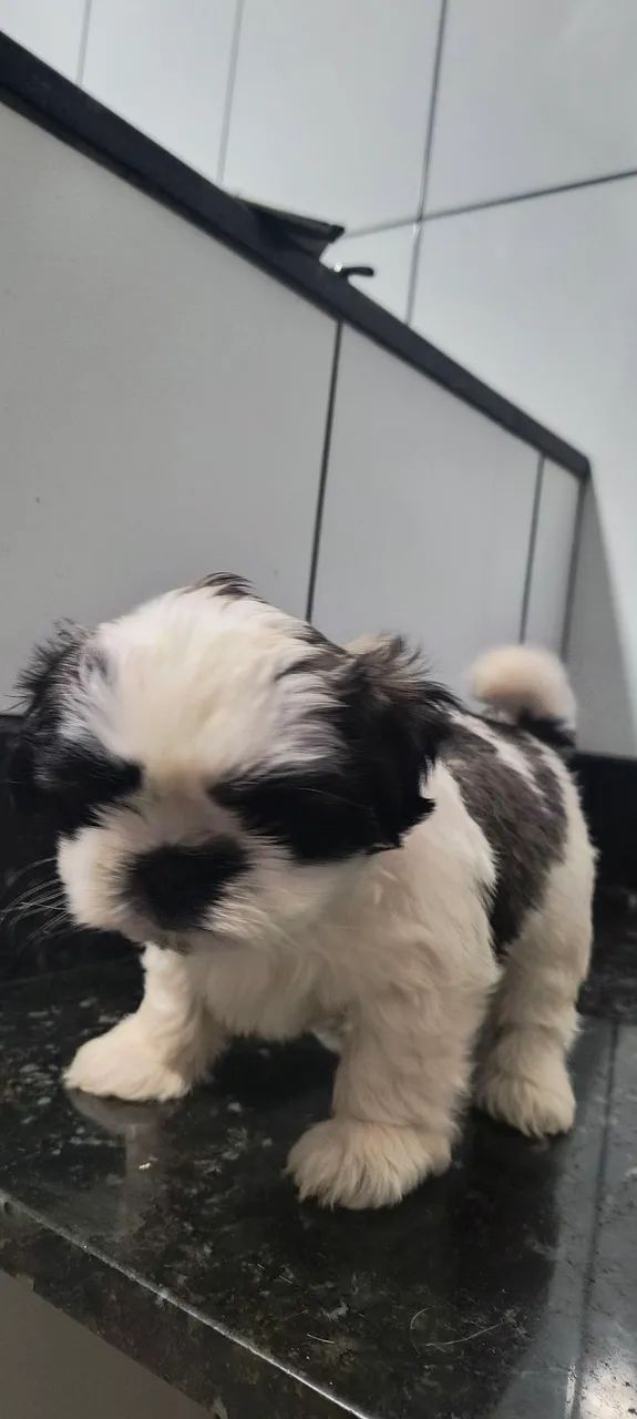 Filhotes de Shih tzu macho em Uberaba  - Foto 3
