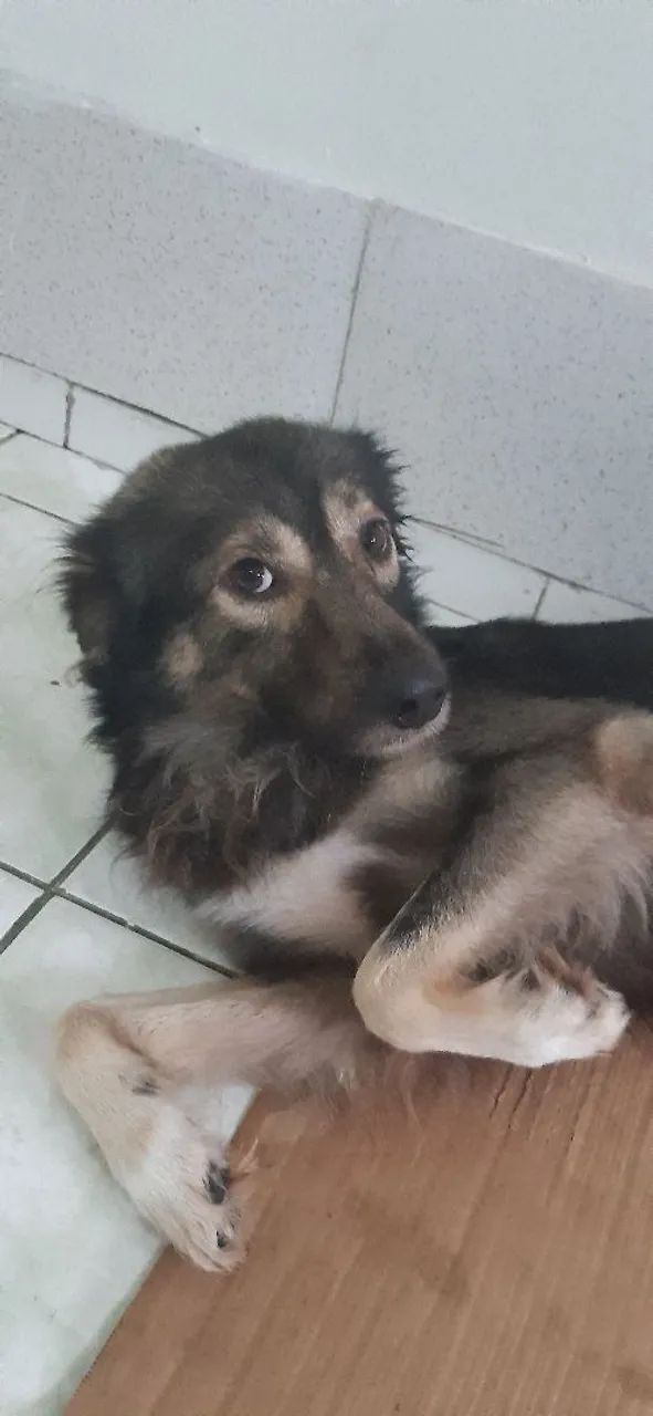 Procuro pelos meus pets - Foto 4
