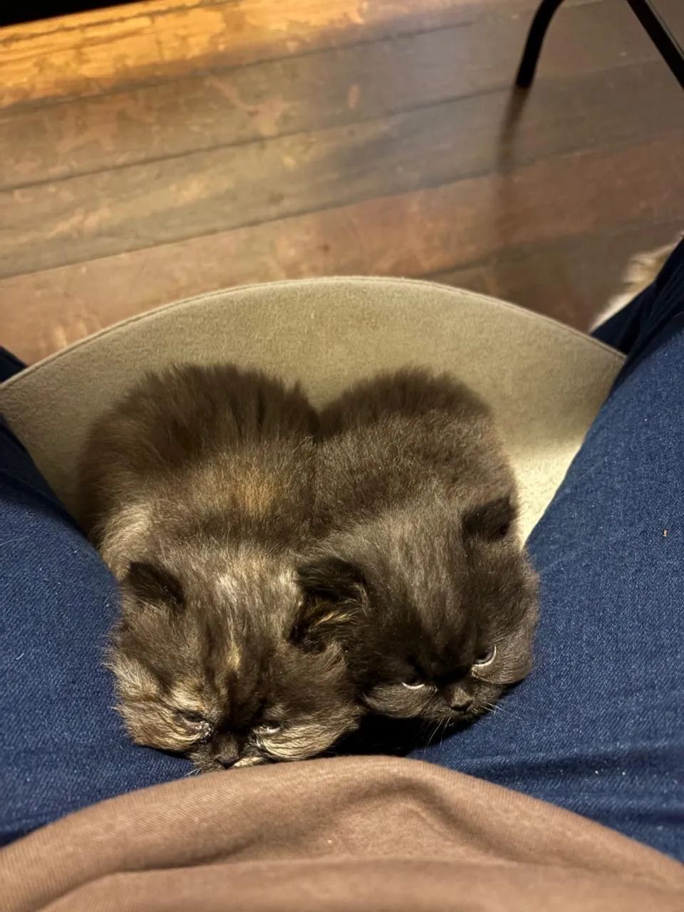 Vendo gato  - Foto 4