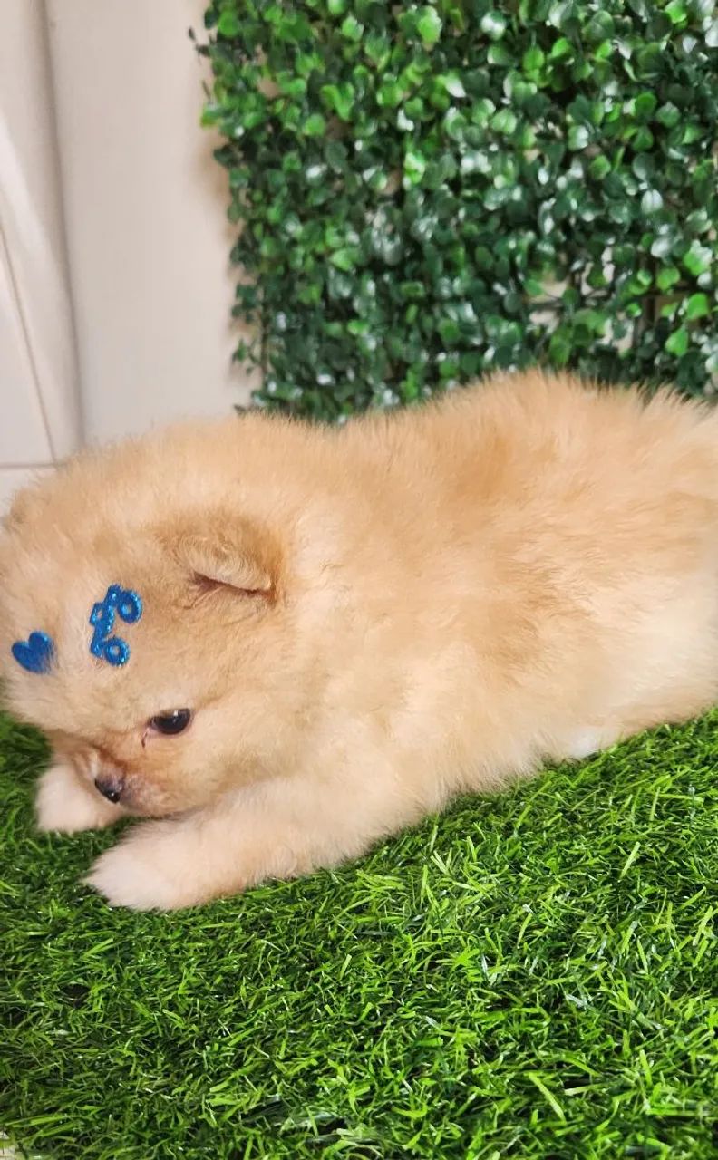 Lulu pomerania.  - Foto 3
