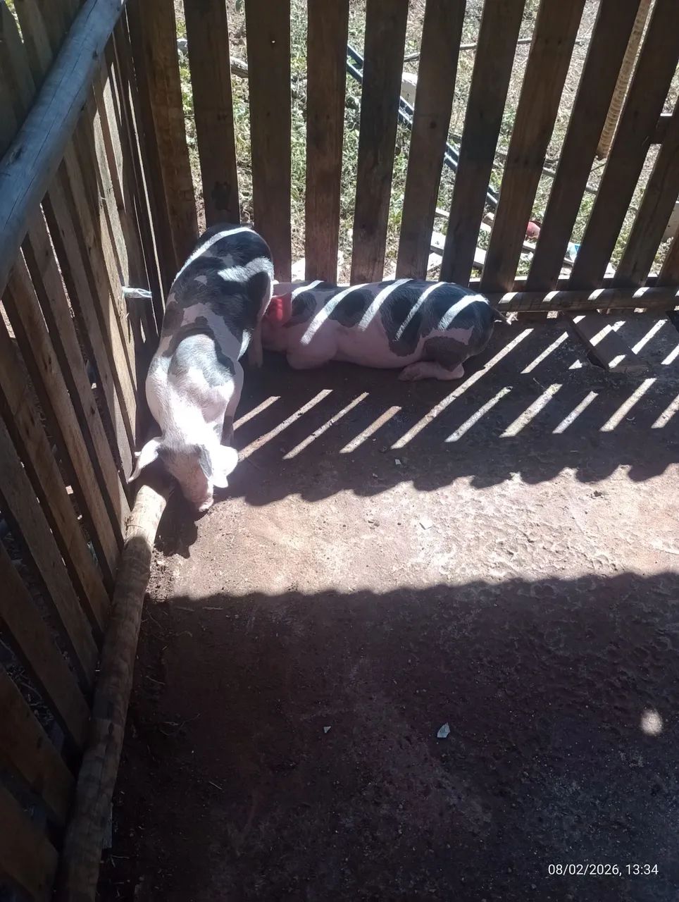 Leitão pitram  - Foto 4