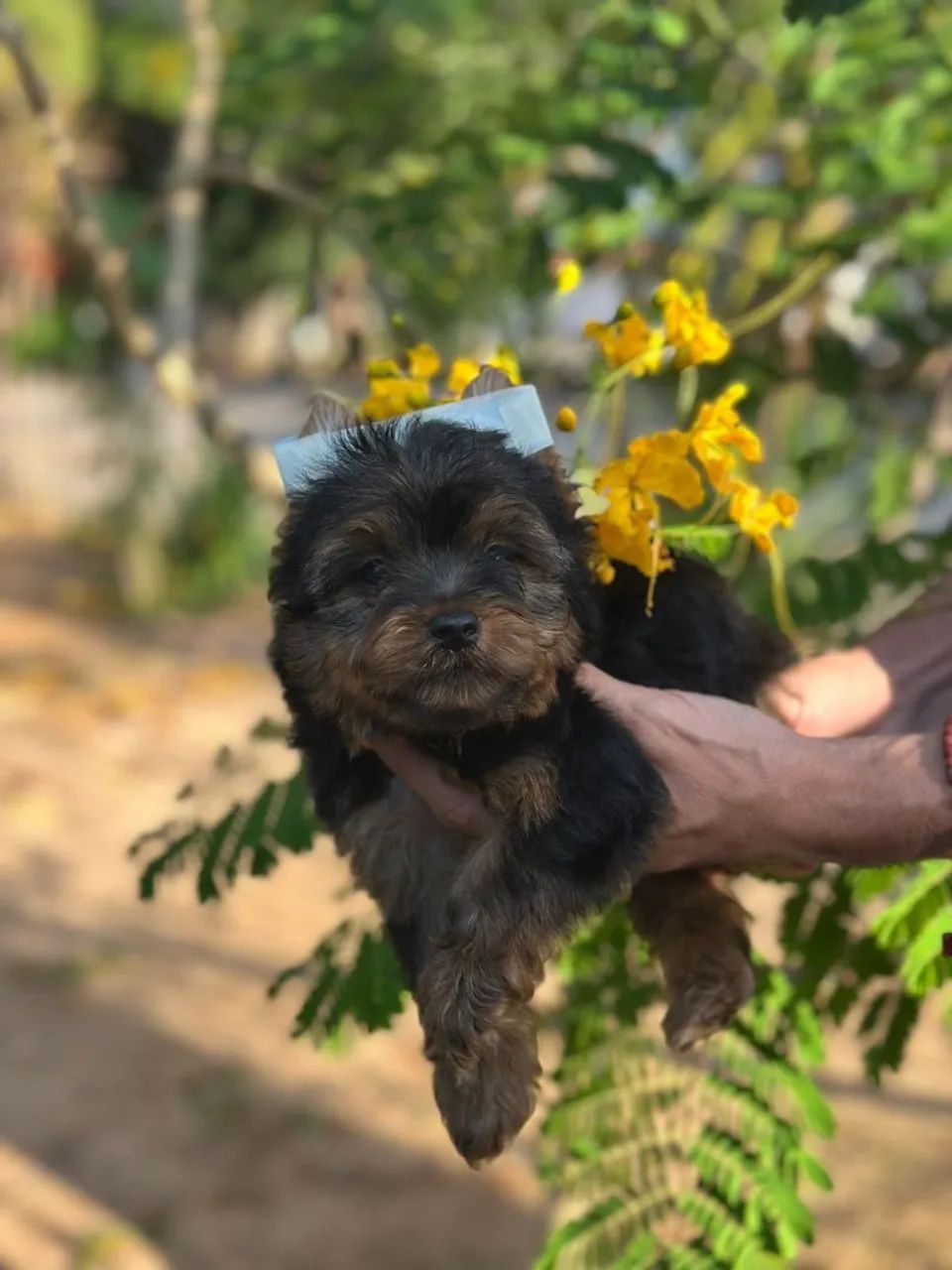 Machinho de Yorkshire  - Foto 5