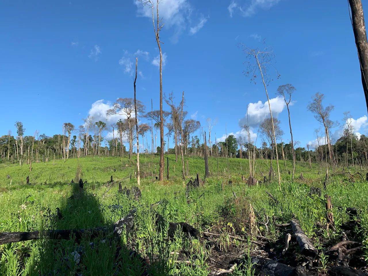 Fazendonha de 42 alqueiro em anapu-pa - Foto 2
