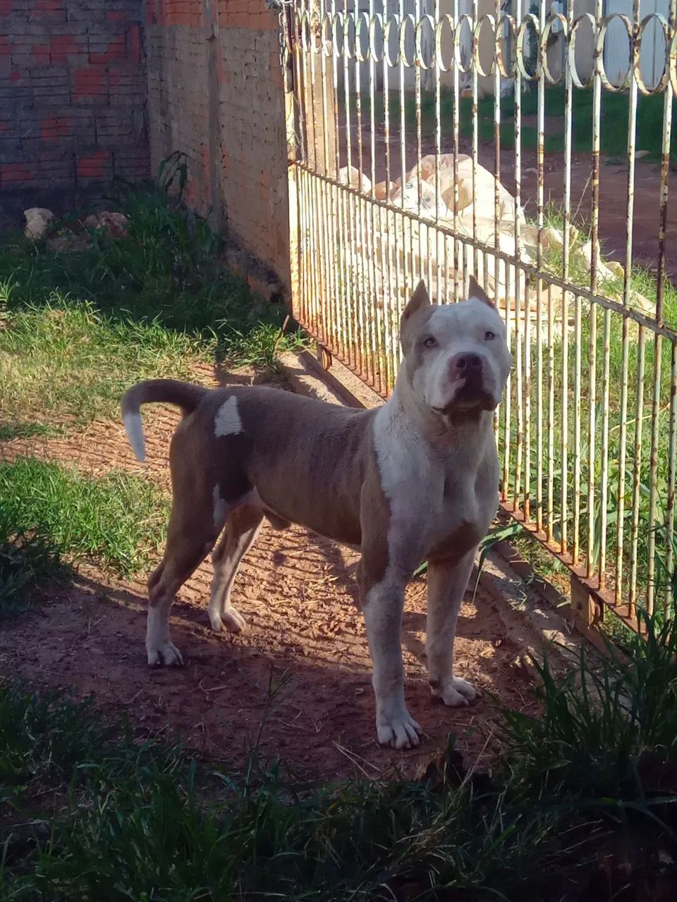 Americanbully macho (COBERTURA) - Foto 4
