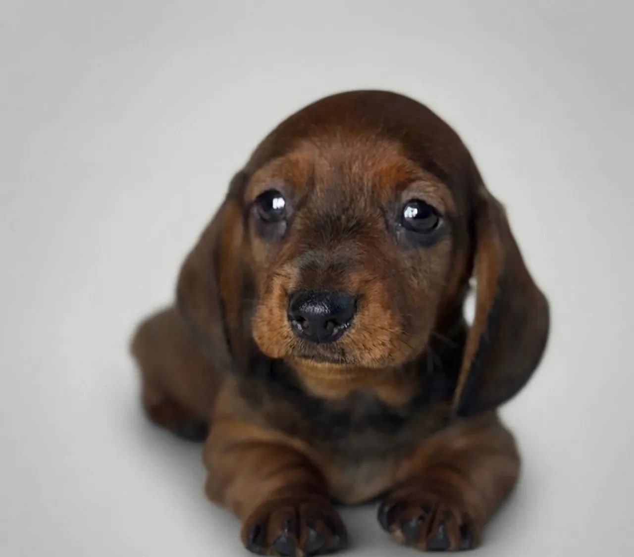 Filhotes de Dachshund macho 