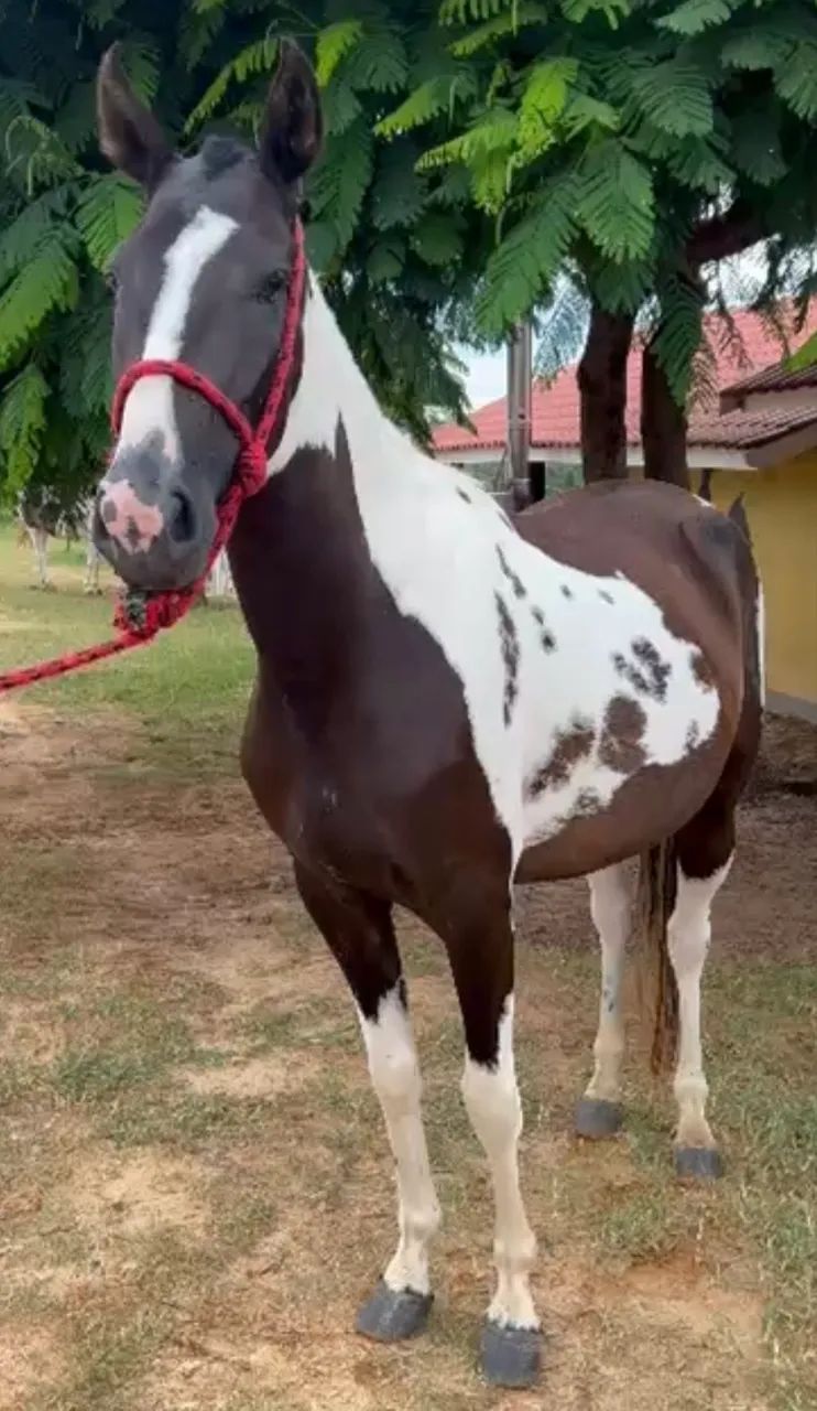 Briana VLA do Criatório RWS égua Mangalarga Paulista Homozigota  - Foto 3