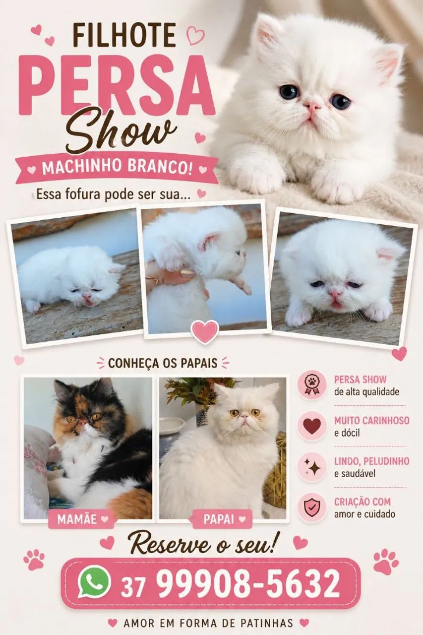 FILHOTE PERSA SHOW 