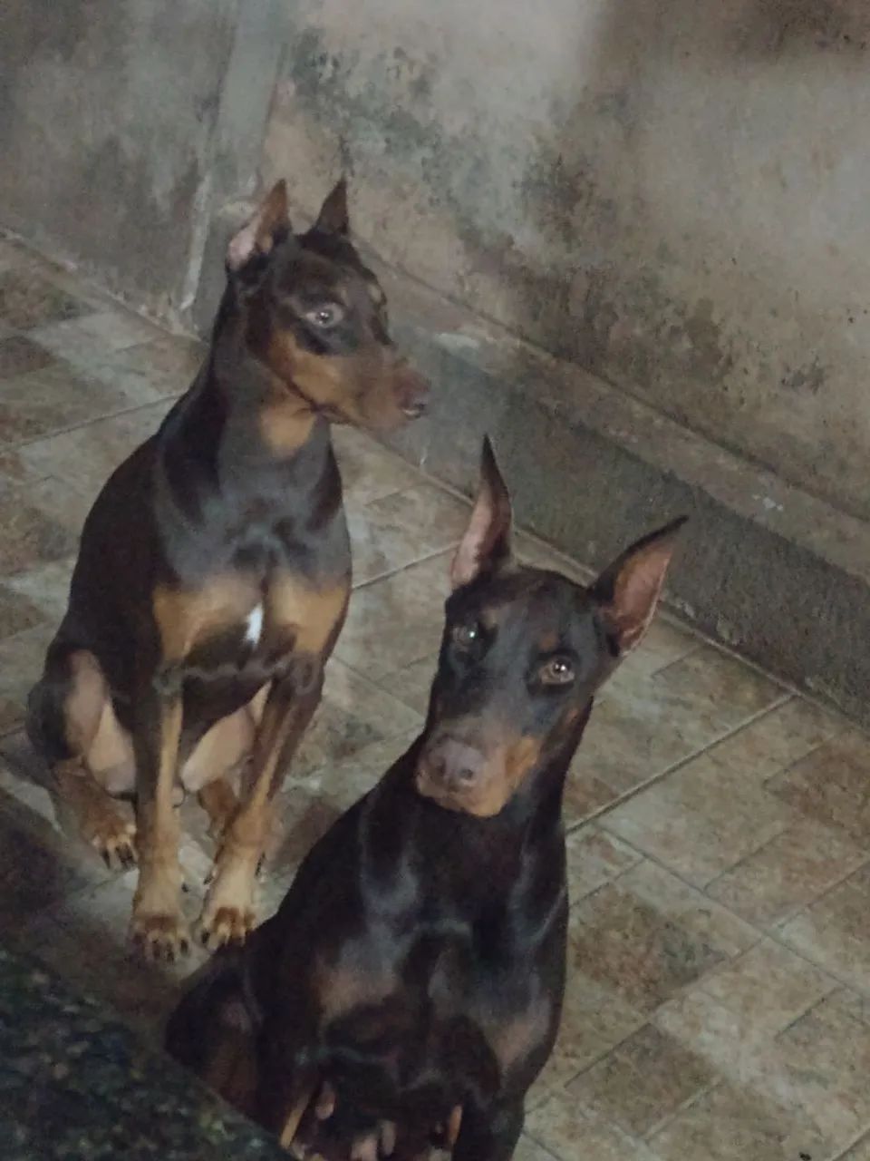 Doberman  - Foto 5