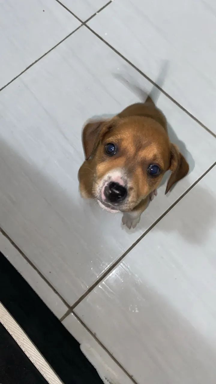 Doa-cachorro 