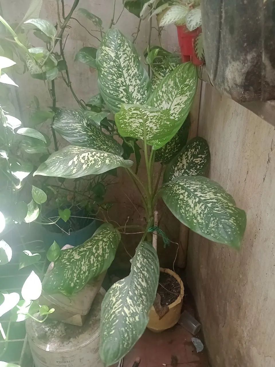 PLANTA  - Foto 2